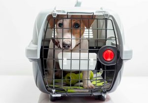 bdad acompanhe nosso blog post